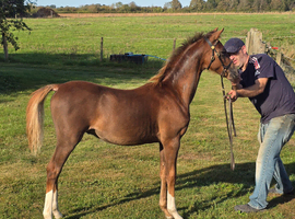 Top class welsh sec b foal