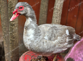 Muscovy drakes