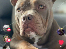 Pocket bully female