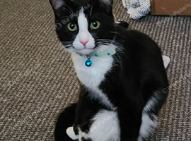 1 year old male neutered cat