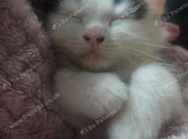 Female kitten