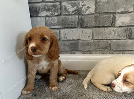 Puppies