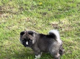 Amerikan akita boy puppy!