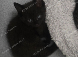 2 kittens for sale neath