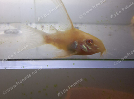 Longfin Albino Corydoras 3cm
