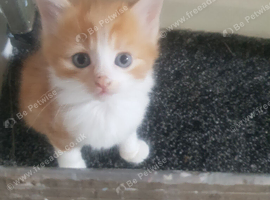 Kittens