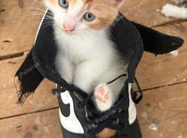 Kittens for sale