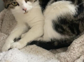 Cat for rehoming