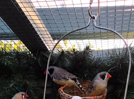 Zebra finches