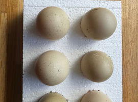 Muscovy hatching eggs
