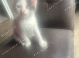 Kitten 12 weeks old looking for loving home