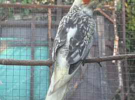 Male Cockatiel for sale