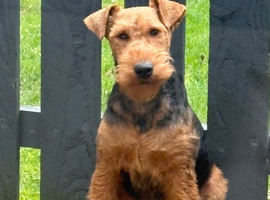 Welsh terrier for stud proven