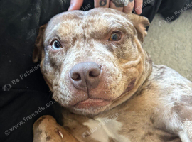 Staffy cross pocket bully