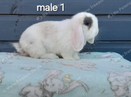 Adorable mini lop rabbits. READY NOW