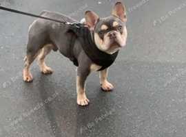2 year old French bulldog