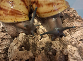 Archatina Marginita Ovums