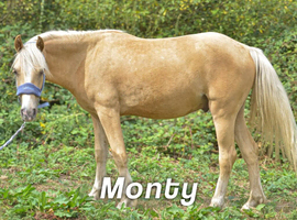 YOUNGSTERS AND BROODMARES