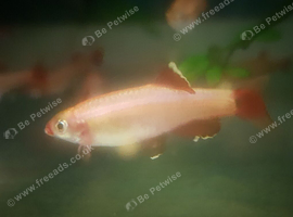 Gold Whitecloud Minnows
