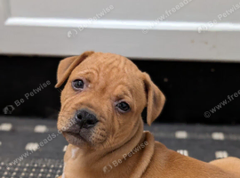 Red  Staffordshire bull boy  ready now