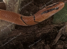 Bamboo rat snake and enclosure