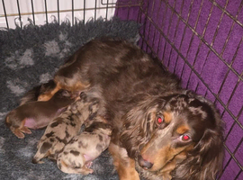A Beautiful  Miniature Long Haired Dachshund Puppies