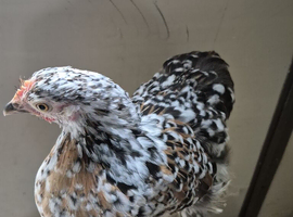 Pair of millefleur pekin bantams
