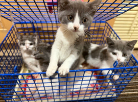 3 Little kittens