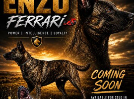 Stud available February 2027