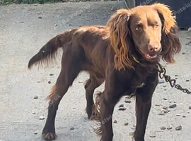 Cocker spaniel male
