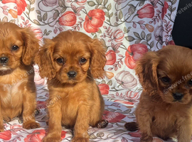 Cavalier King Charles spaniel puppy