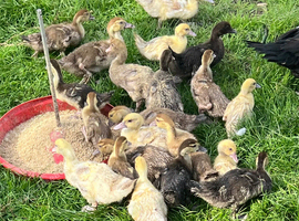 3 week old - vent sexed female Muscovy ducklings