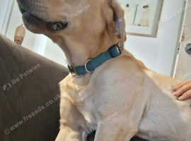 Labrador 1+years