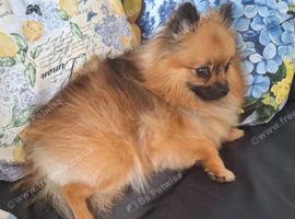 Gorgeous fox face pure Pomeranian