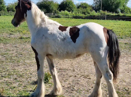 Handsome Welsh Section D x Traditional Cob Gelding