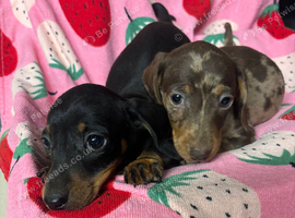 Mini dachshund puppies