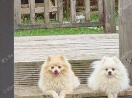 Tiny Pomeranian puppies teddy bear face. White girls and boys