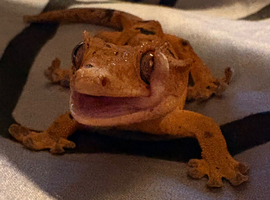 Orange super Dalmatian &mdash;PARENTS&mdash;vulcan (sticky claw geckos usa) x snoop (lilly exotics/repashy lines)