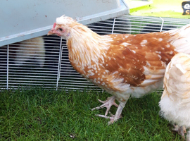 Polish Hybrid Female