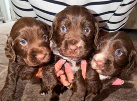 Cocker spaniel