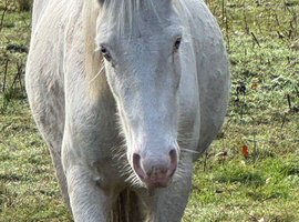 Beautiful cob x trotter