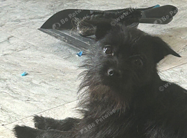 Patterdale terrier cross