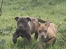 Presa Canario/Cane Corso/Molosser dogs