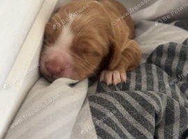 Beautiful cockapoo puppies