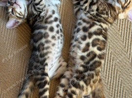 Bengal kitten (female) ready to go August