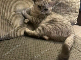 Loving pet home for neuter BSH girl