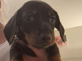 Miniature Dachshunds 3 boys available