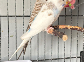 Male And Female budgies with cage