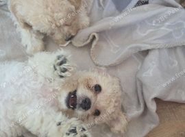 6 beautiful cavachon X cockapoo puppies