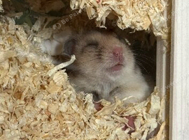 Syrian hamster